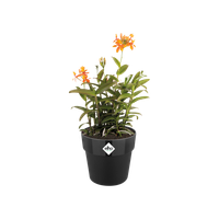 b.for original rund 22cm living schwarz